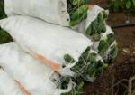 Fresh Organic Cucumber
