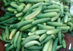 Fresh Organic Cucumber