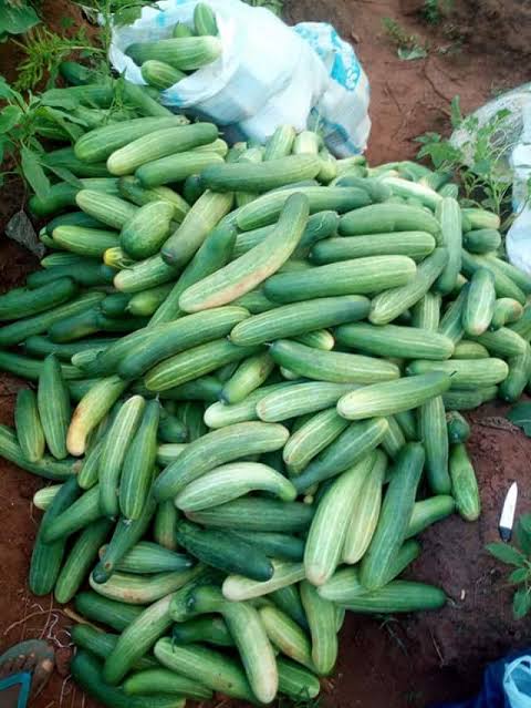 Fresh Organic Cucumber