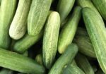 Fresh Organic Cucumber