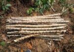 cassava-sticks