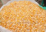 Dried Maize (Corn)
