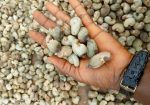 Cashew Nuts