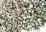 Cashew Nuts
