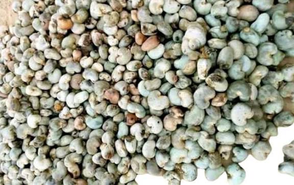 Cashew Nuts
